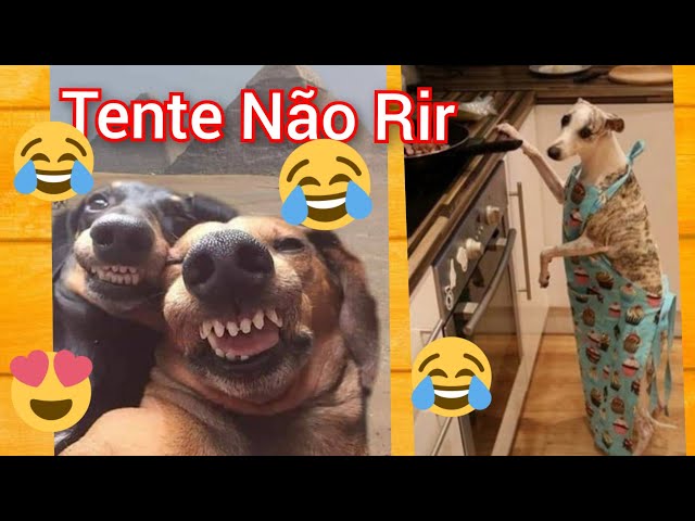 Animais engraçados e bebês - Cães e gatos engraçados - Binho e Mel #64 