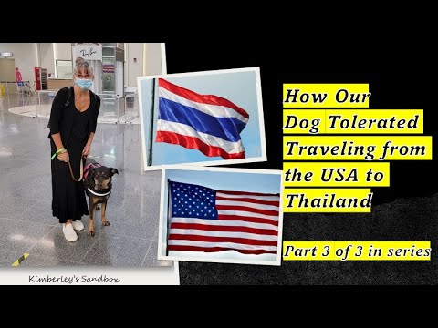 Video: Homeward Bound! Hoe een hond van Thailand naar het VK te krijgen