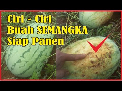 Video: Bagaimana Cara Memeriksa Apakah Semangka Sudah Matang?