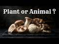 Why You Should Add Mushrooms to Your Farm | Income, Soil Health & Zero Waste | Blackiris Farms