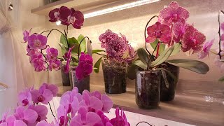 видео: #48 Орхобудни 📍АССОРТИ 🌺🌿🌼 картинка: #48 Орхобудни 📍АССОРТИ 🌺🌿🌼