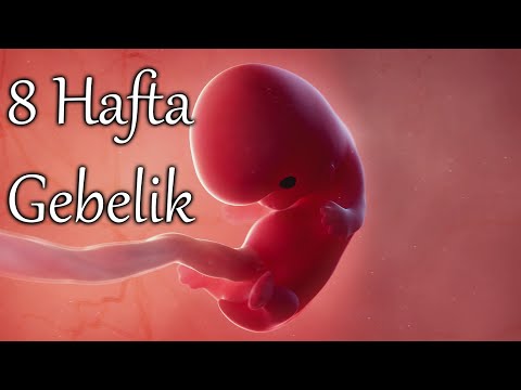 8 Haftalık Gebelikte Neler Oluyor 3 boyutlu