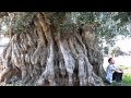 Le foto degli ulivi millenari più grandi di Puglia - il cofanetto