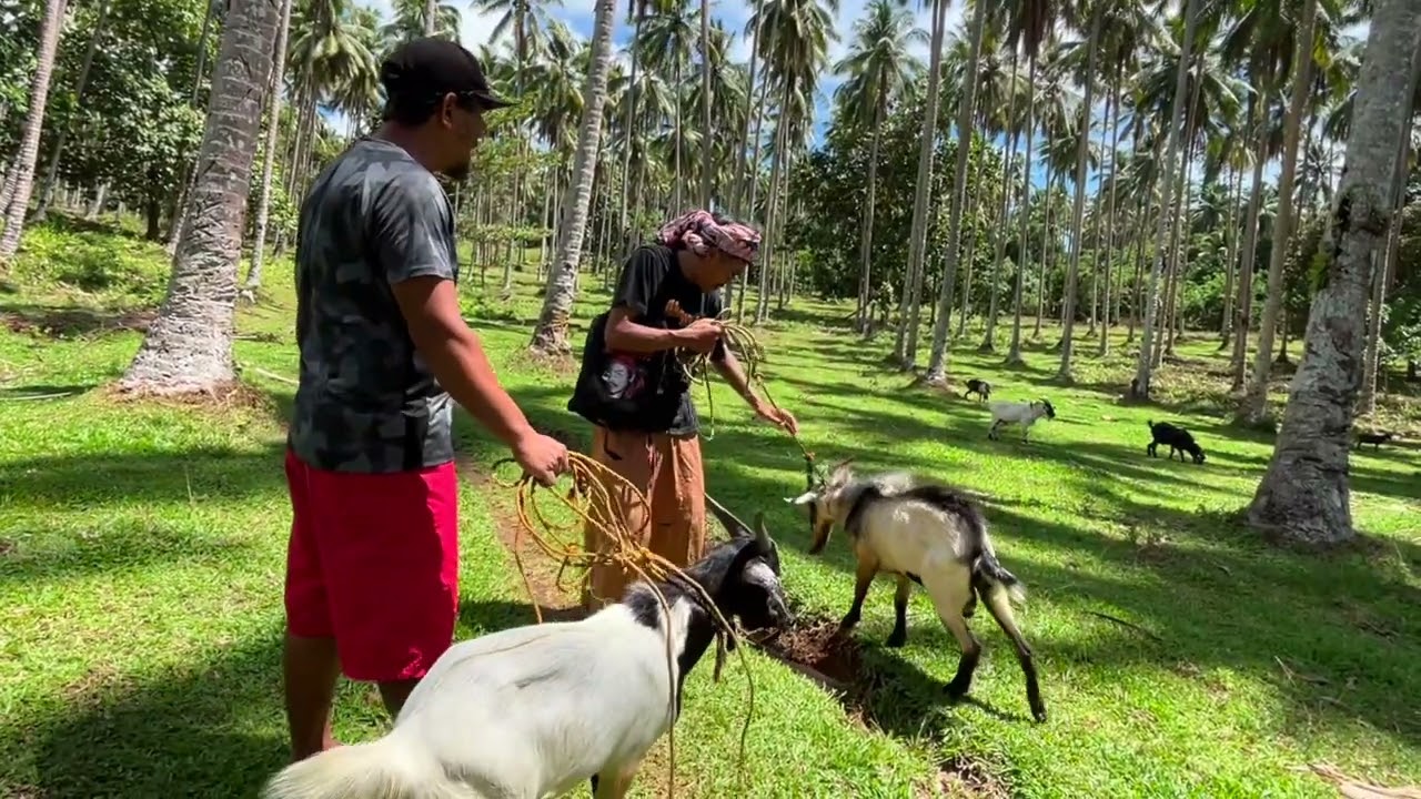 naabut ko in bud kagay ha Pag lawagan kambing