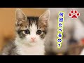 予想を超えた結果がでた。子猫は1日何回ご飯を食べる？【瀬戸の仔猫日記】