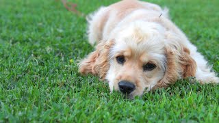 Training Challenges and Tips for Cocker Spaniels