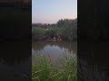 Утка по-пекински. #охота #утка #прикол #шутки #смех #охотавклик52
