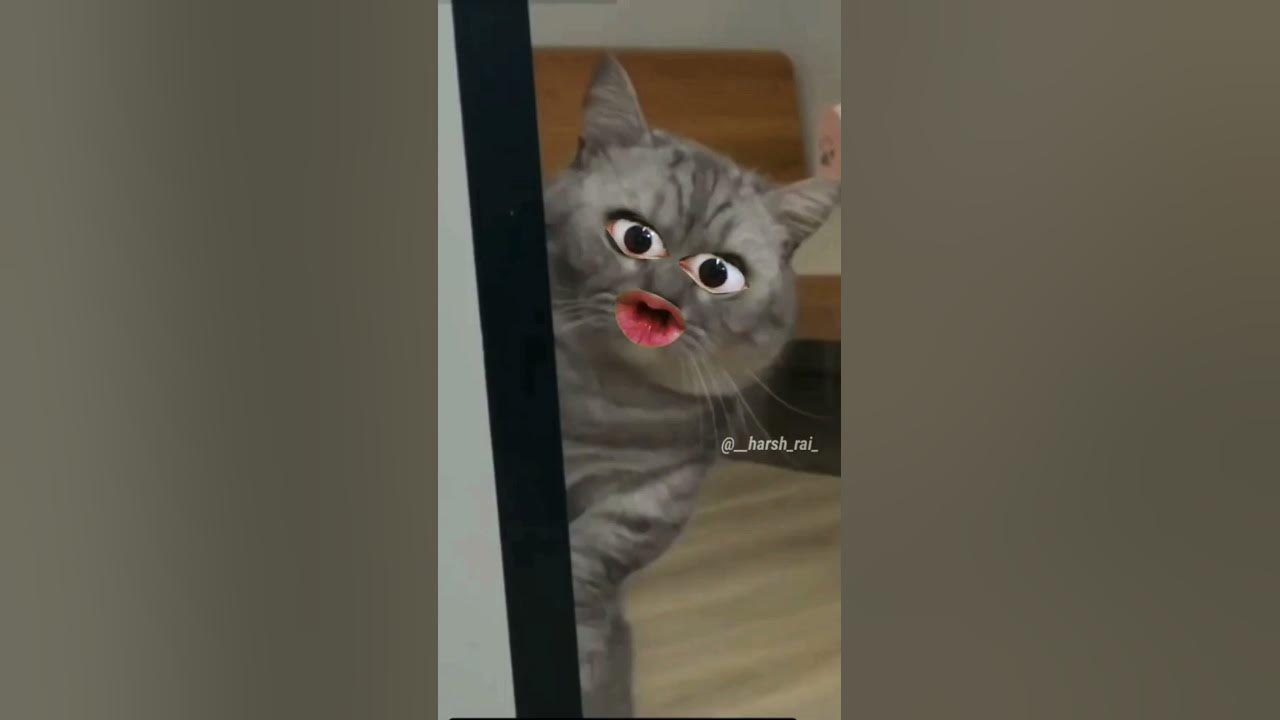 BEST SHORT VIDEOS - YouTube