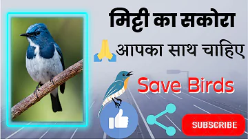 नन्ही सी जान🦩🪹 ~ क्या आप साथ देंगे ॥~Save Birds 🕊 #shorts #emotional #birds #savebirds #nature