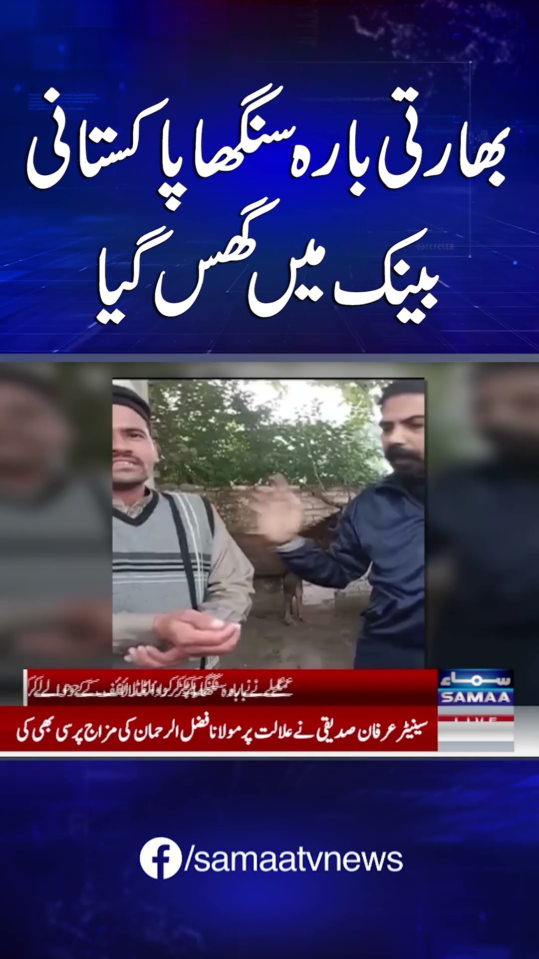 Indian stag crosses border into Pakistan, enters bank | SAMAA TV #Indian stag #narangmandi