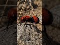 🔥 It Looks Like an Ant... But the "Cow Killer" Isn't What You Think 🐜⚠️