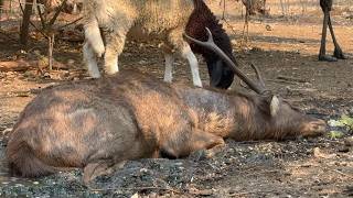 Relaxing With The Rusa Deer