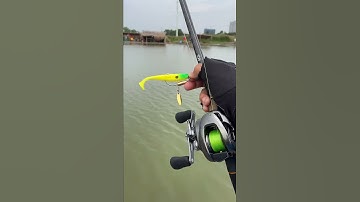 Câu cá lóc bằng mồi Longfish