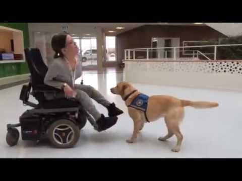Video: Slående Portrætter Af Handicappede Kæledyr