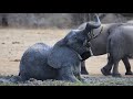 Elephant Enjoying The Best Kruger National Park Spa Day Ever!