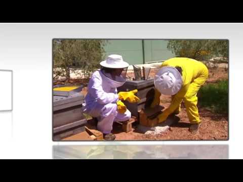 Vídeo: Quines Flors Es Sembren Al Febrer Per A Les Plàntules