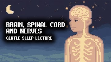 From Brain to Nerves | Soft Exploration of the Nervous System While You Sleep