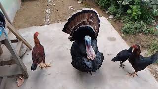 Ayam Kalkom Singgel.