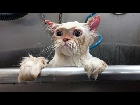 Моют ли кошек? Как часто мыть кошку кота?