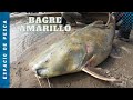 Pescaltura: monstruo de rio, Bagre Amarillo GIGANTE, Giant Jau Catfish - La Macarena, Meta, Colombia