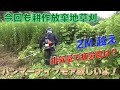 おばちゃん家の耕作放棄地草刈2回目、草刈機排気量で作業の疲労度は変わるのか？