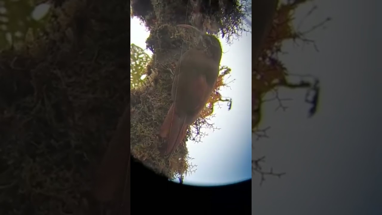 Greater Scythebill - Birds of Colombia