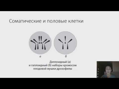 Соматические и половые клетки. Что такое аутосомы?