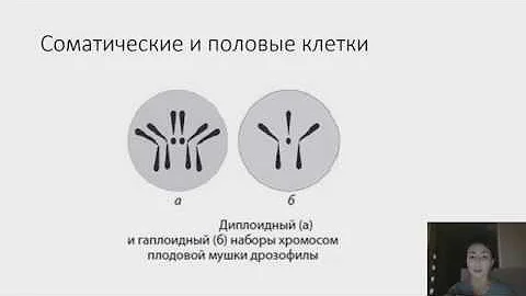 соматическая клетка набор хромосом и днк. соматические клетки курицы. хромосомный набор пшеницы. соматические клетки курицы. метод гибридизации соматических клеток человека.