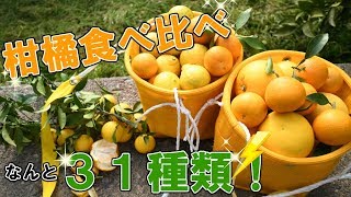 【小学生向け】チャレンジ！宮崎県のご当地クイズ