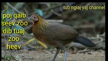 poj qaib seev zoo dib tuaj zoo heev   giọng gà mái gọi chống,,