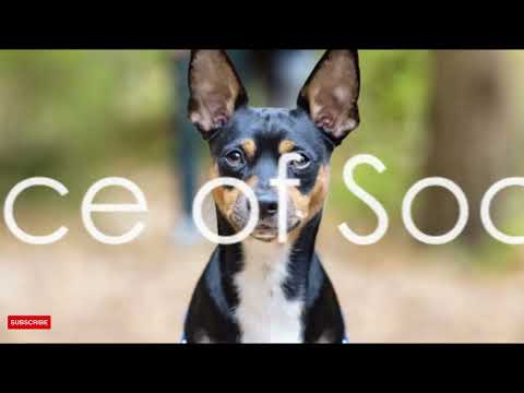 Pet Lover Mastering the Basics: A Guide to Effective Dog Training