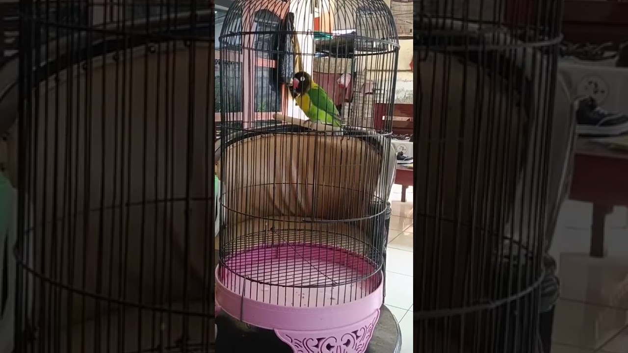 #amanahsf #kicaumania 