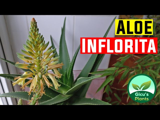 Aloe a inflorit din nou - YouTube