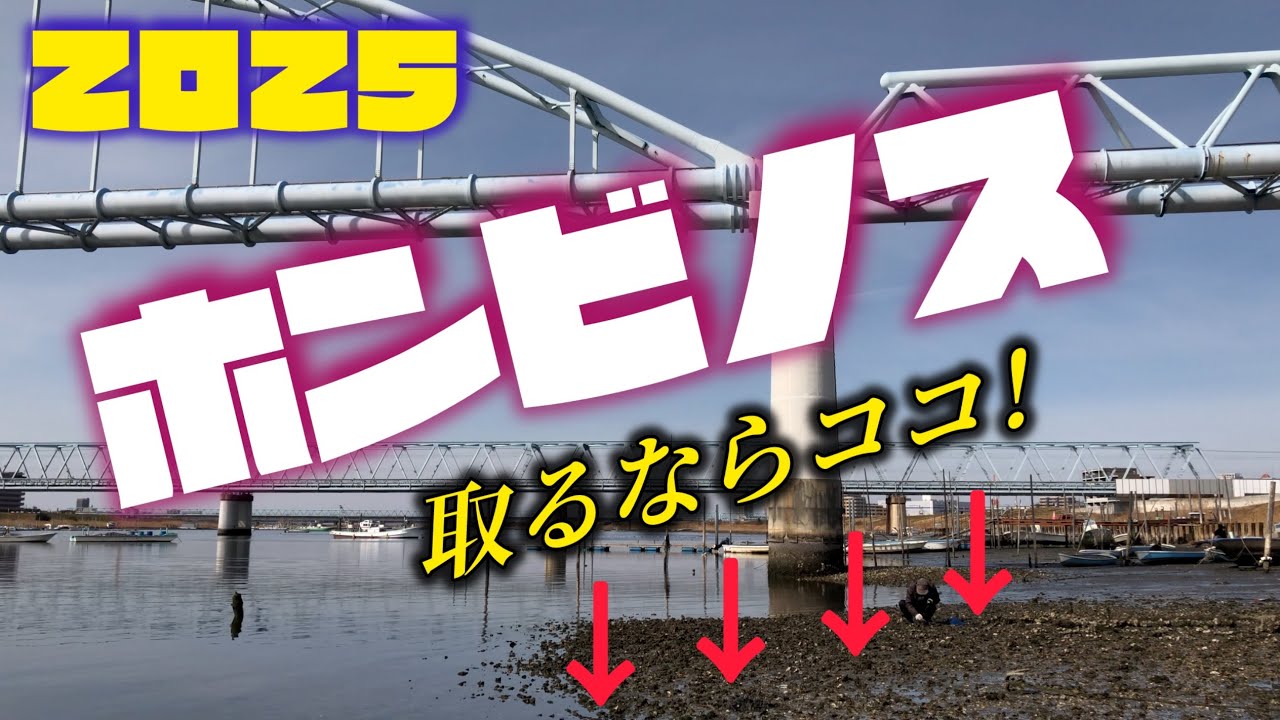 ホンビノス！ハマグリ！当日取れたポイントと取り方のコツ！
