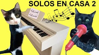 Gatos Luna y Estrella solos en casa CAP 2 Música de piano / Videos de gatitos