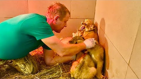Только Олег Зубков знает как из очень ЗЛЫХ ЛЬВЯТ за три дня сделать МИЛАШЕК )))