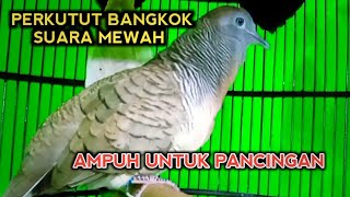 PERKUTUT BANGKOK GACOR SUARA AMPUH UNTUK PANCINGAN.!!