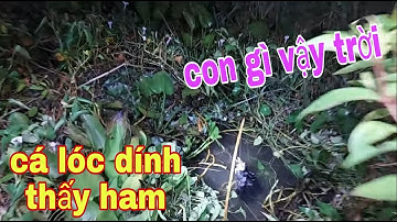 Không Tin Vào Mắt Mình , Lần Đầu Tiên Cắm Câu Cá Lóc Mà Dính Con Này # SĂN BẮT ĐỒNG THÁP #