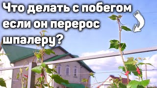 Что делать с побегом - если он перерос шпалеру?