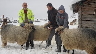 Nikad Nismo Muzli Ovce 2 Puta Godišnje Janjimo