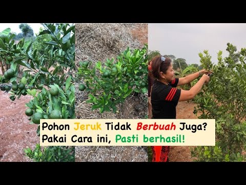 Video: Pohon Jeruk Tidak Berbuah - Mengapa Pohon Jeruk Tidak Berbuah