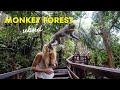 Monkey forest in ubud    bali series 04 foodie sha