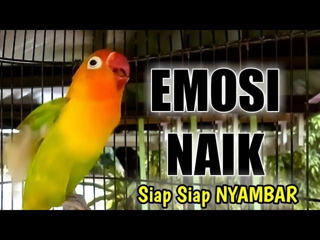 SUARA LOVEBIRD BETINA FIGHTER Ngekek Panjang, Pancing Sebentar EMOSI LANGSUNG NAIK Siap Siap NYAMBAR class=