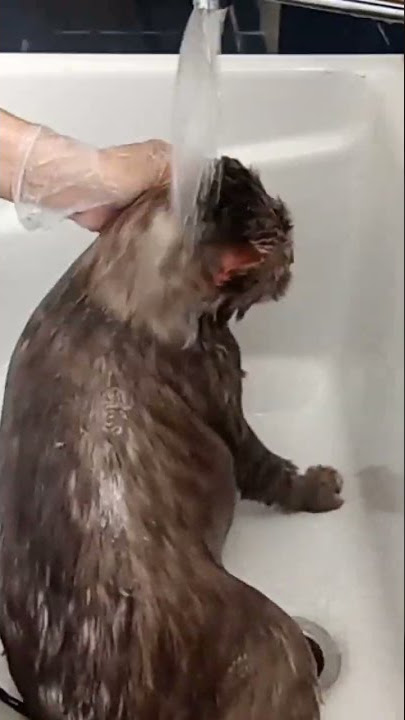 ligo challenge accepted #asmrviralshortvideo Leo shower