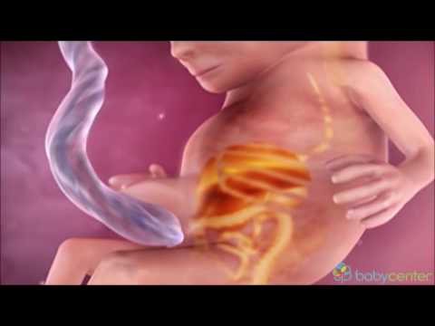 Video: Si Sillet Fetusi Në 15 Javë