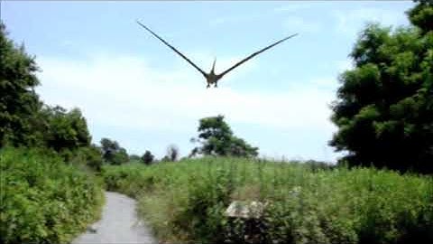 PreViz: Pteranodon Animation Test