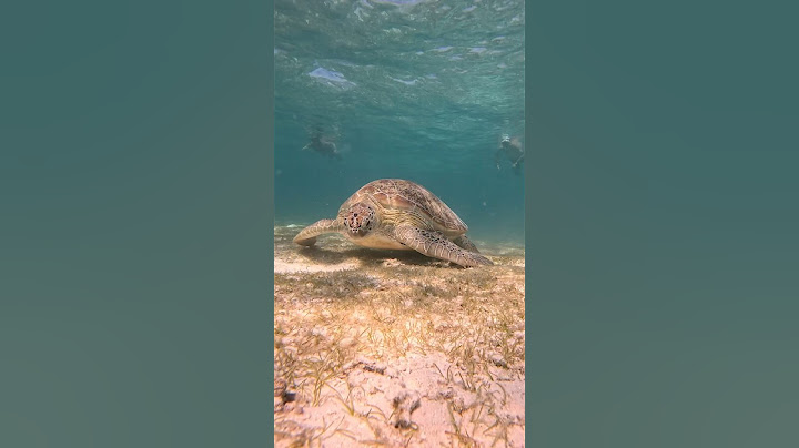Unterwasser Welt entdecken😍🐢 | Lewinray #shorts
