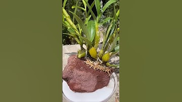 learning simple tutorial how to grafting longest dendrobium on the rock #orchid #short 🌱🌵🌵🌵🌱🌱😍😍
