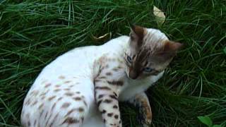 Бенгальский снежный кот Бенгальский снежный кот