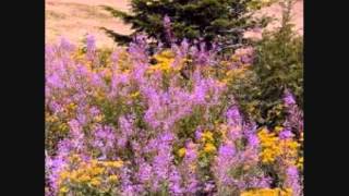 GENE WATSON       Pick The Wildwood Flower chords